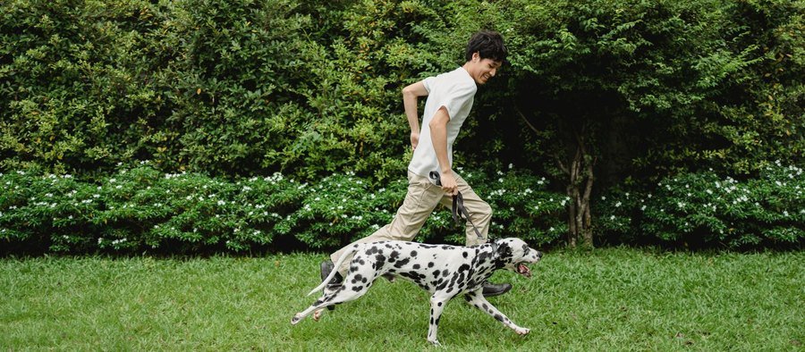 Dalmatien tacheté qui court dans l'herbe à côté de son maître