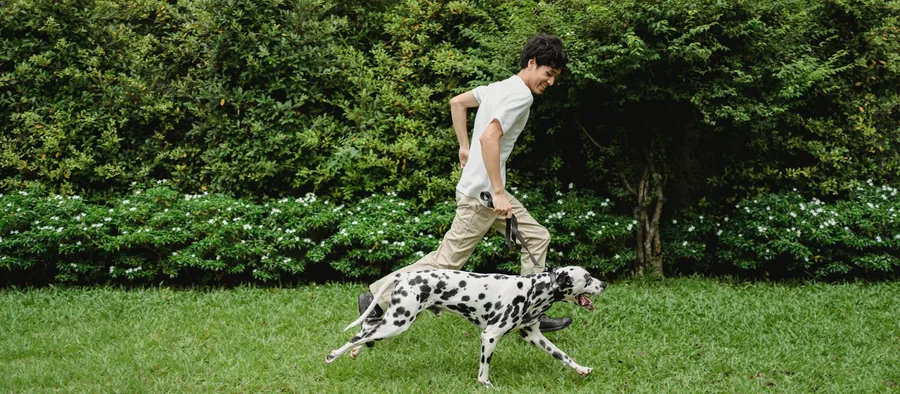 Dalmatien tacheté qui court dans l'herbe à côté de son maître