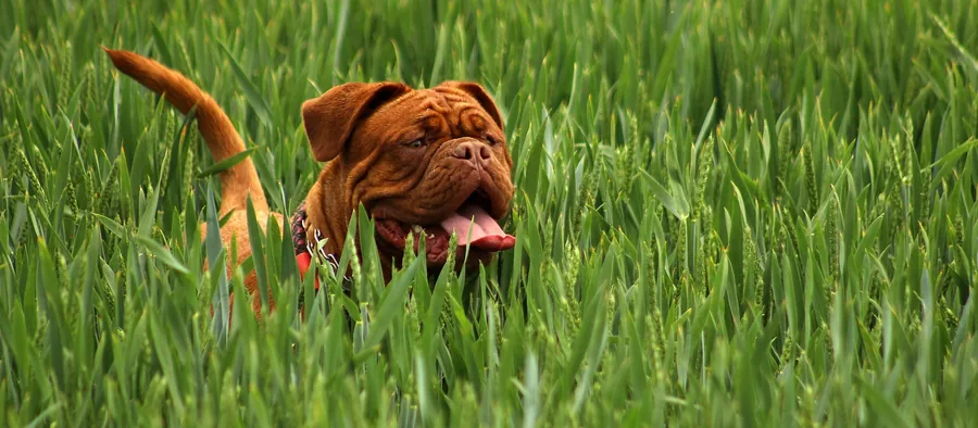 Dogue de Bordeaux fauve dans un champ d'herbes hautes