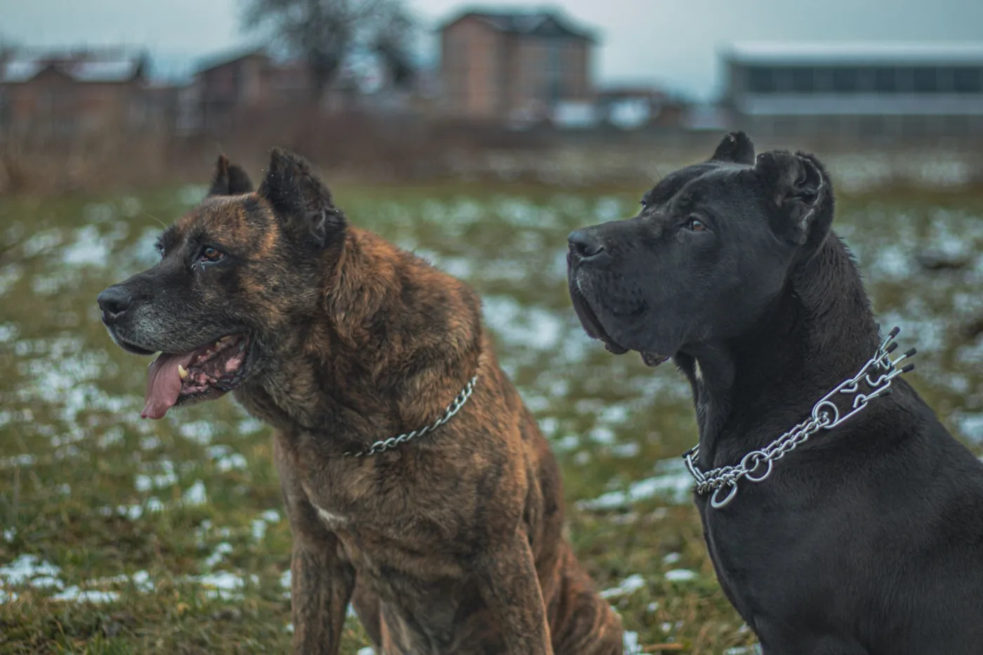 Two guard dogs with collars in a snowy field, alert and watchful.