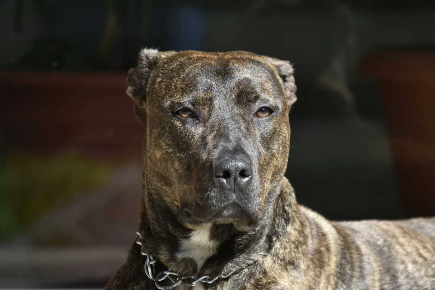A brindle Amstaff dog sitting outdoors in sunlight, showcasing its attentive expression.