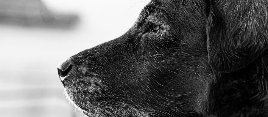 Profil d'un chien âgé au museau grisonnant