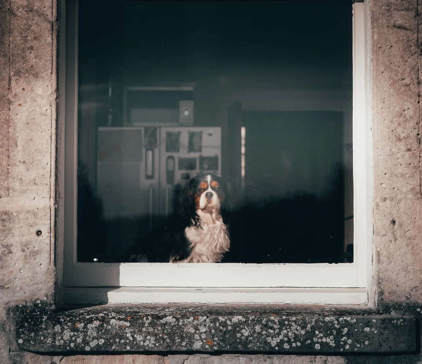 A Cavalier King Charles Spaniel gazes outside through a window, capturing a moment of solitude.