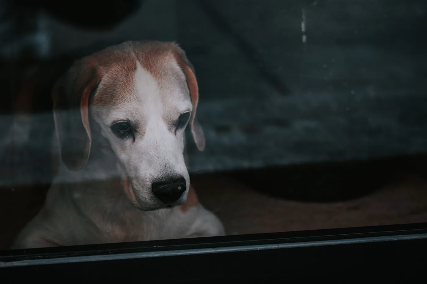 A melancholic beagle gazes out a window, capturing a moment of solitude and longing.