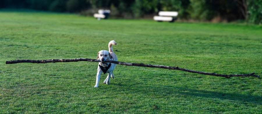Golden retriever en extérieur dans l'herbe