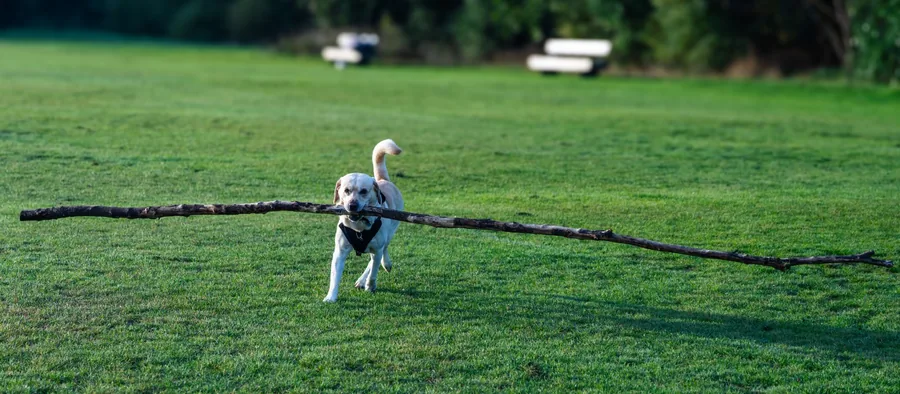 Golden retriever en extérieur dans l'herbe