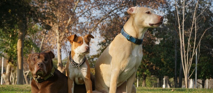 Grand chien assis dans un parc, de profil