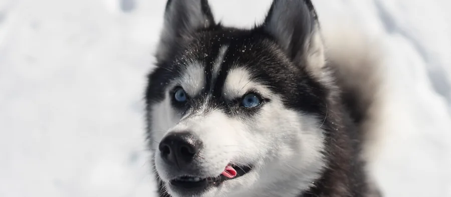 Husky sibérien en extérieur