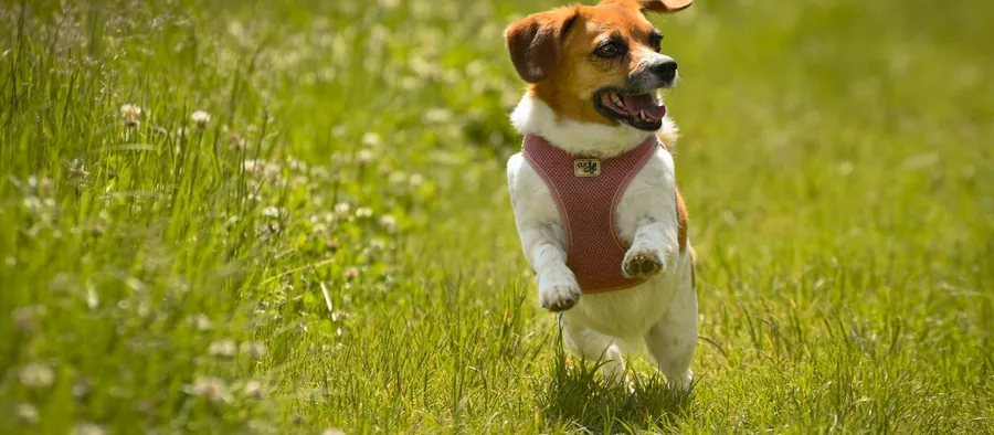 Jack Russell terrier en pleine course dans l'herbe