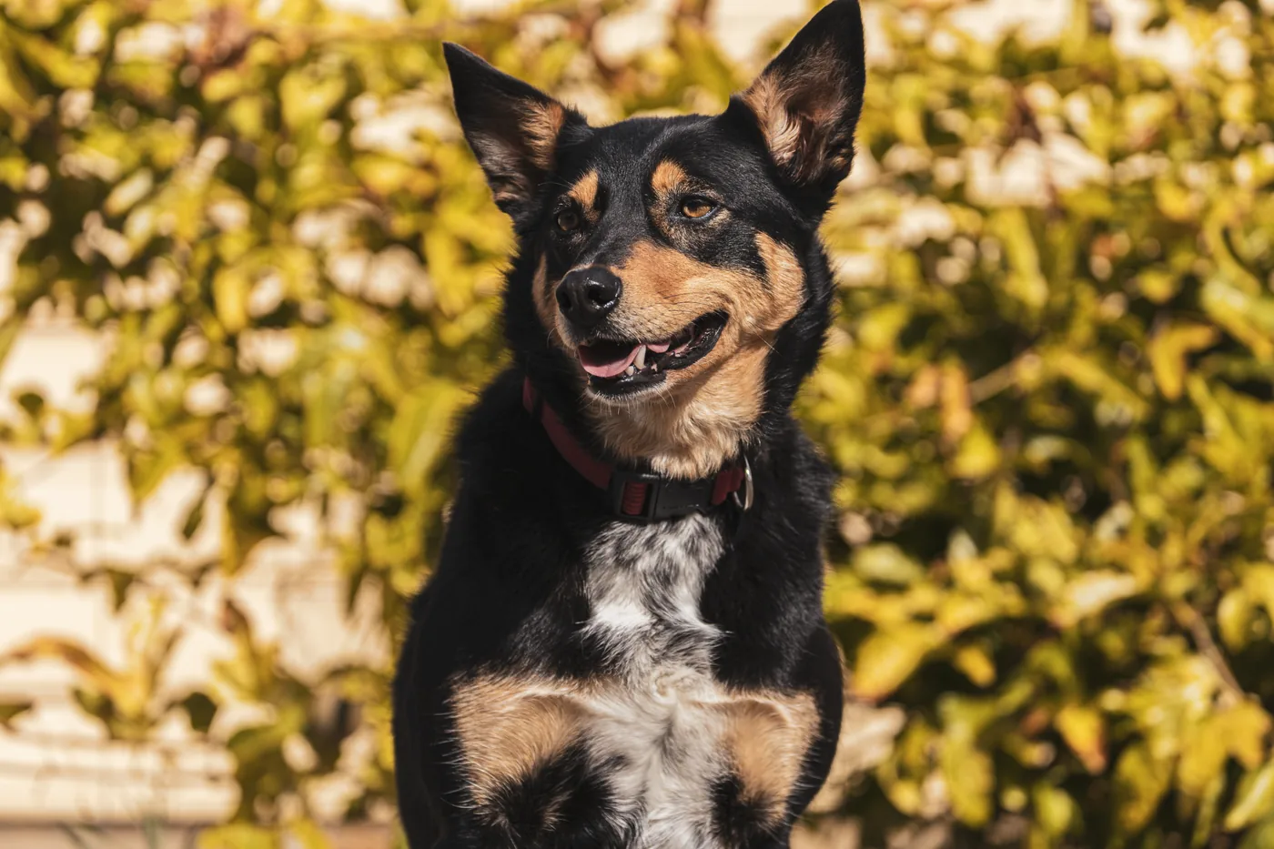 A happy Australian Kelpie with a shiny coat sits outdoors in the sun, surrounded by lush greenery.