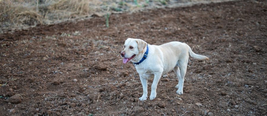 Labrador retriever sable en extérieur