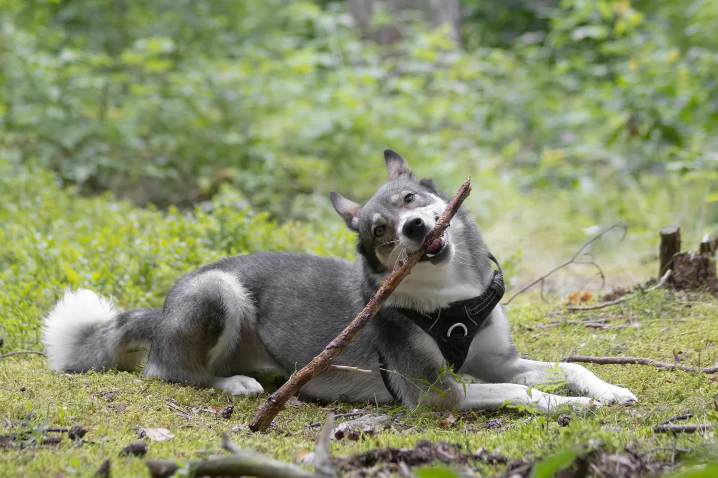 A playful West Siberian Laika dog chewing on a stick in a lush green forest.