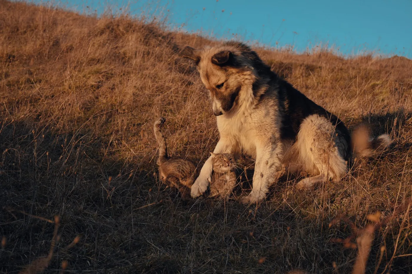A dog and cat play together in a sunlit meadow, captured in warm autumn light.