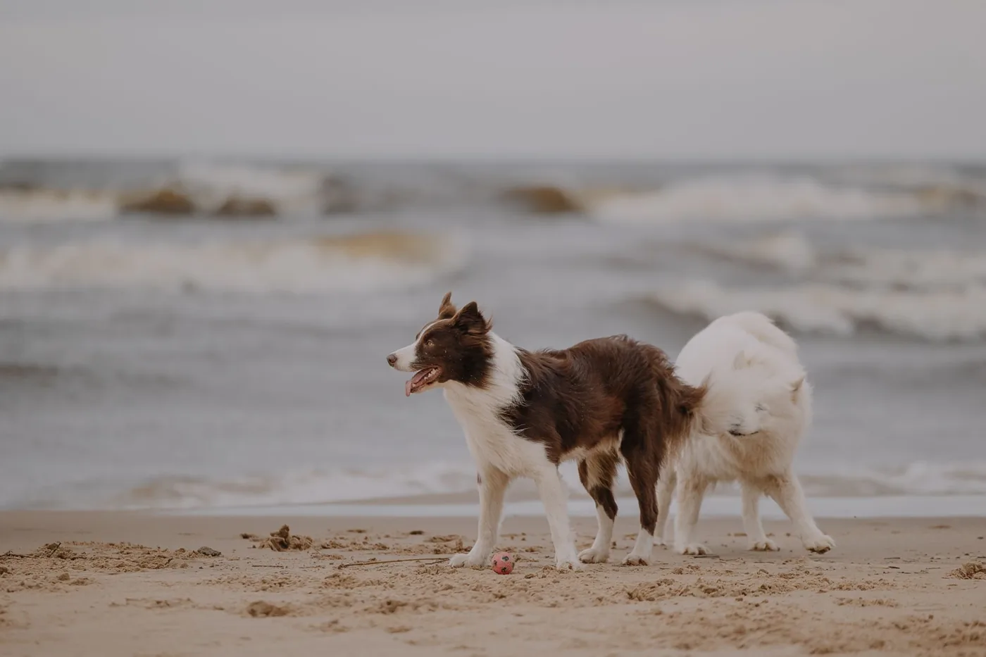 Two Border Collies enjoy a playful moment on a sandy beach with waves in the background.