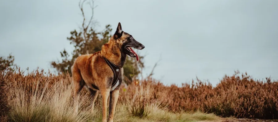 Malinois en extérieur