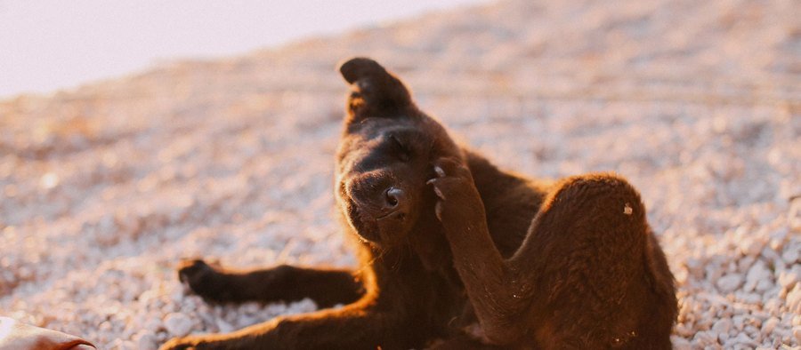 Chien qui se gratte à cause des puces, en extérieur