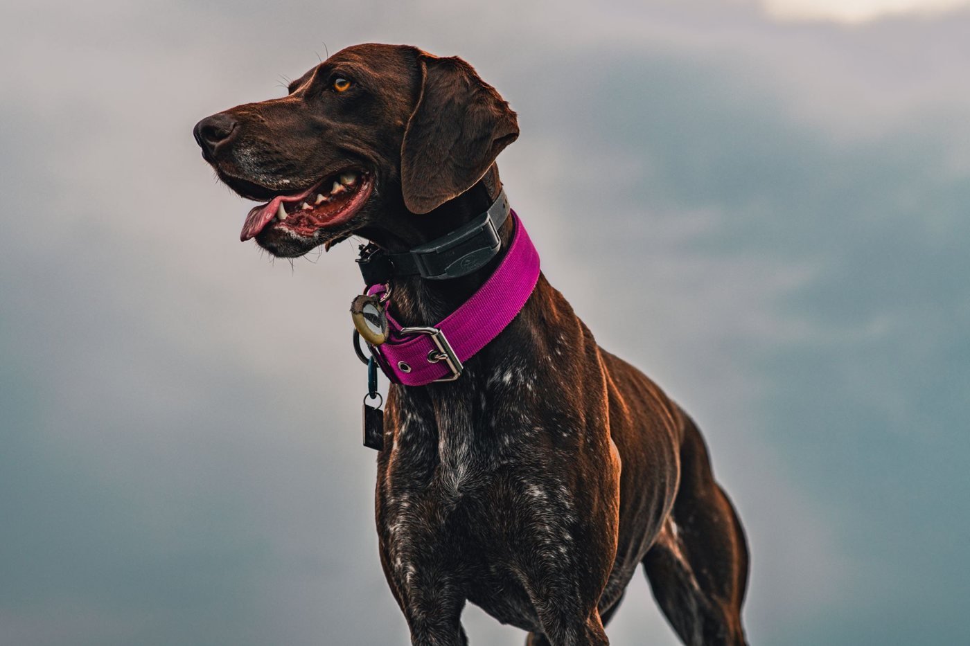 Meilleur collier GPS pour chien : comparatif Tractive et Weenect