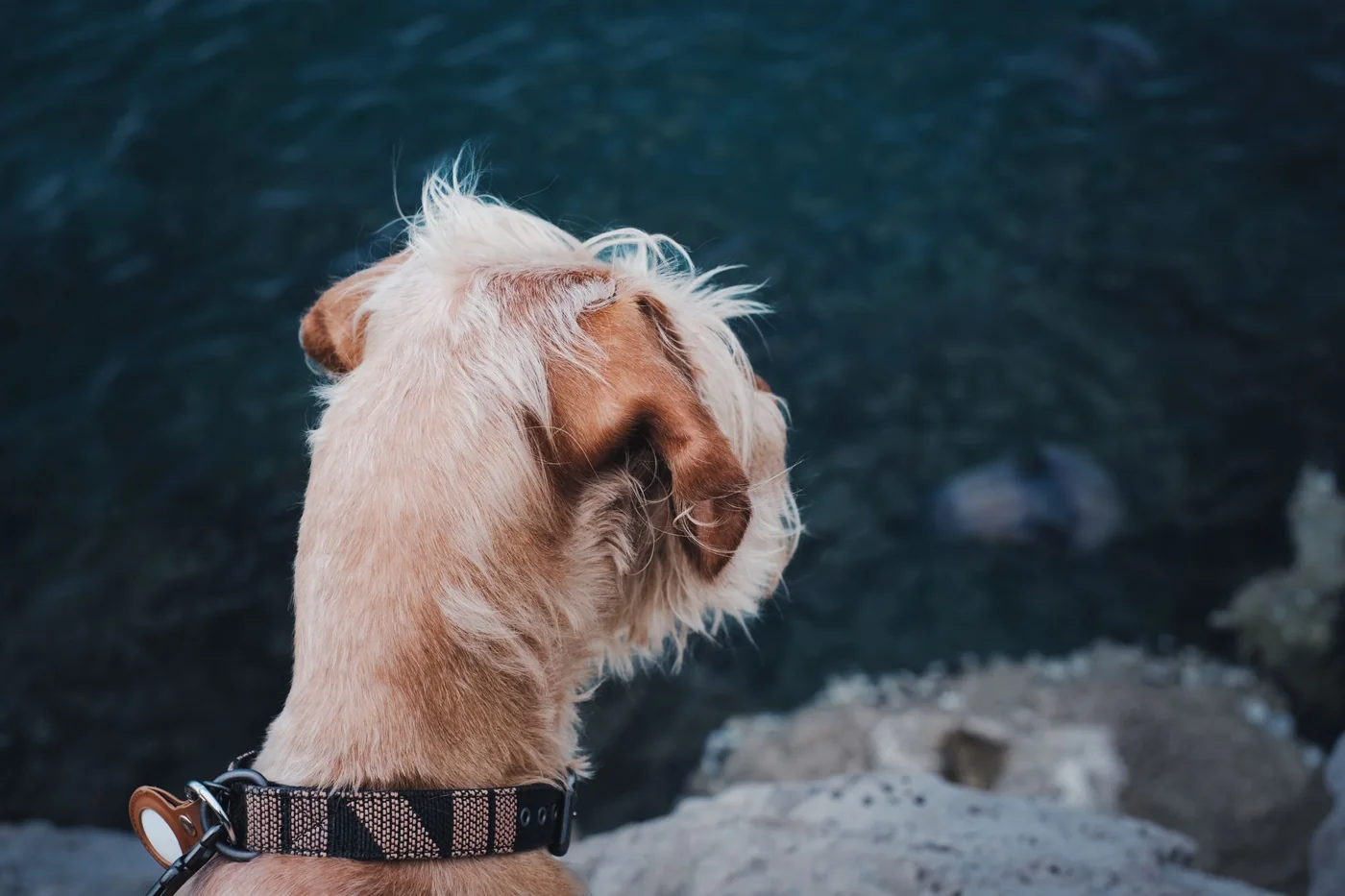 A close-up of a dog’s head as it gazes over water, offering a serene pet portrait.