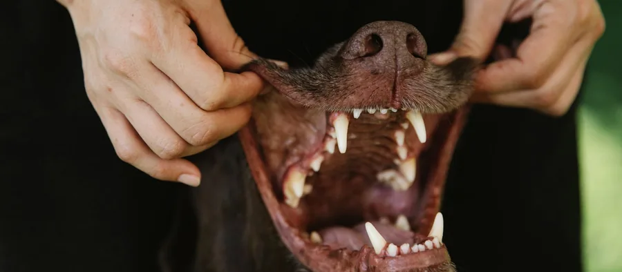 Maître qui soulève les babines de son chien pour regarder ses dents