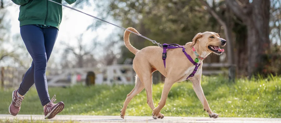 Chien en harnais qui marche en laisse détendue
