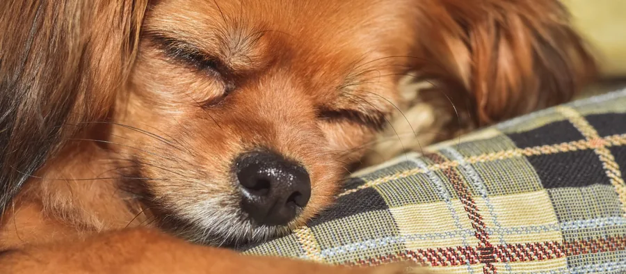 Chien qui dort confortablement dans son panier coussin