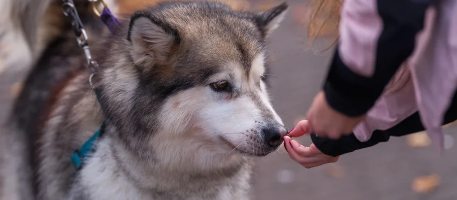Chien nordique en laisse qui renifle une main tendue