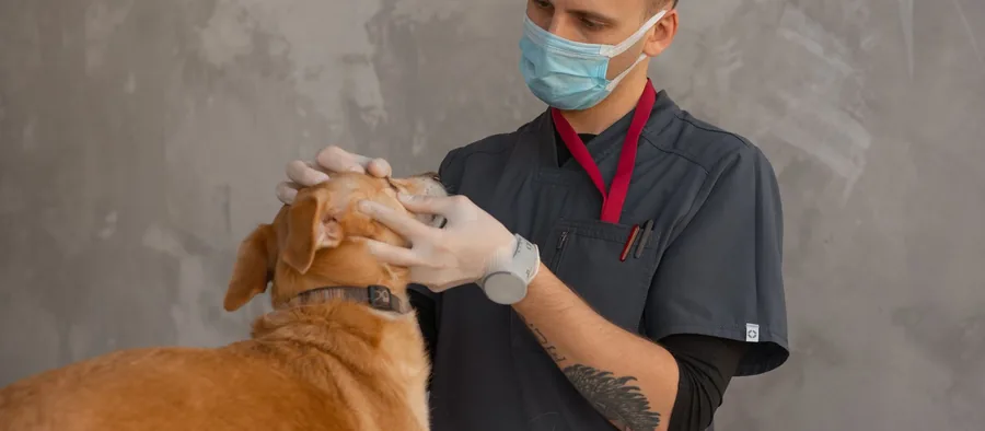 Vétérinaire qui examine un chien en consultation