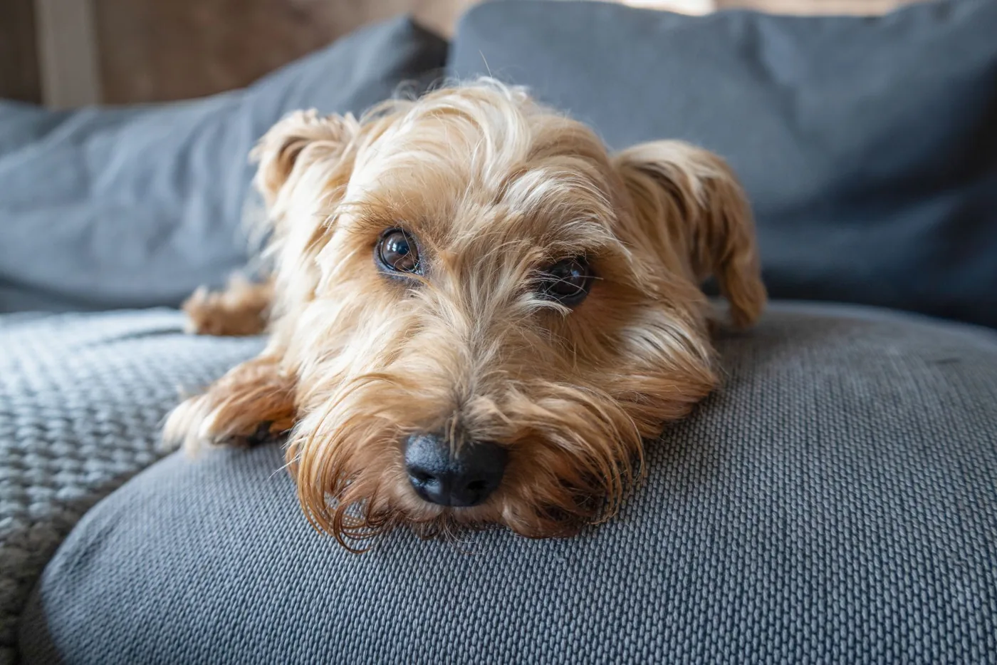 Adorable Norfolk Terrier lounging on a cozy gray sofa, showcasing a relaxed and playful demeanor.