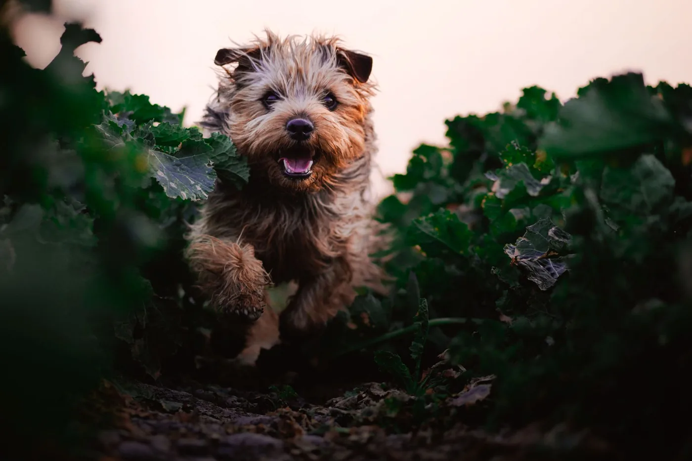 A joyful Yorkshire Terrier puppy playfully running through lush green foliage in a natural setting.