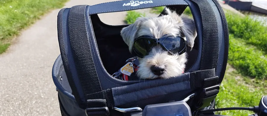 Petit chien installé dans un panier de vélo