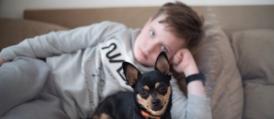 Petit chien détendu allongé sur un canapé dans un appartement lumineux