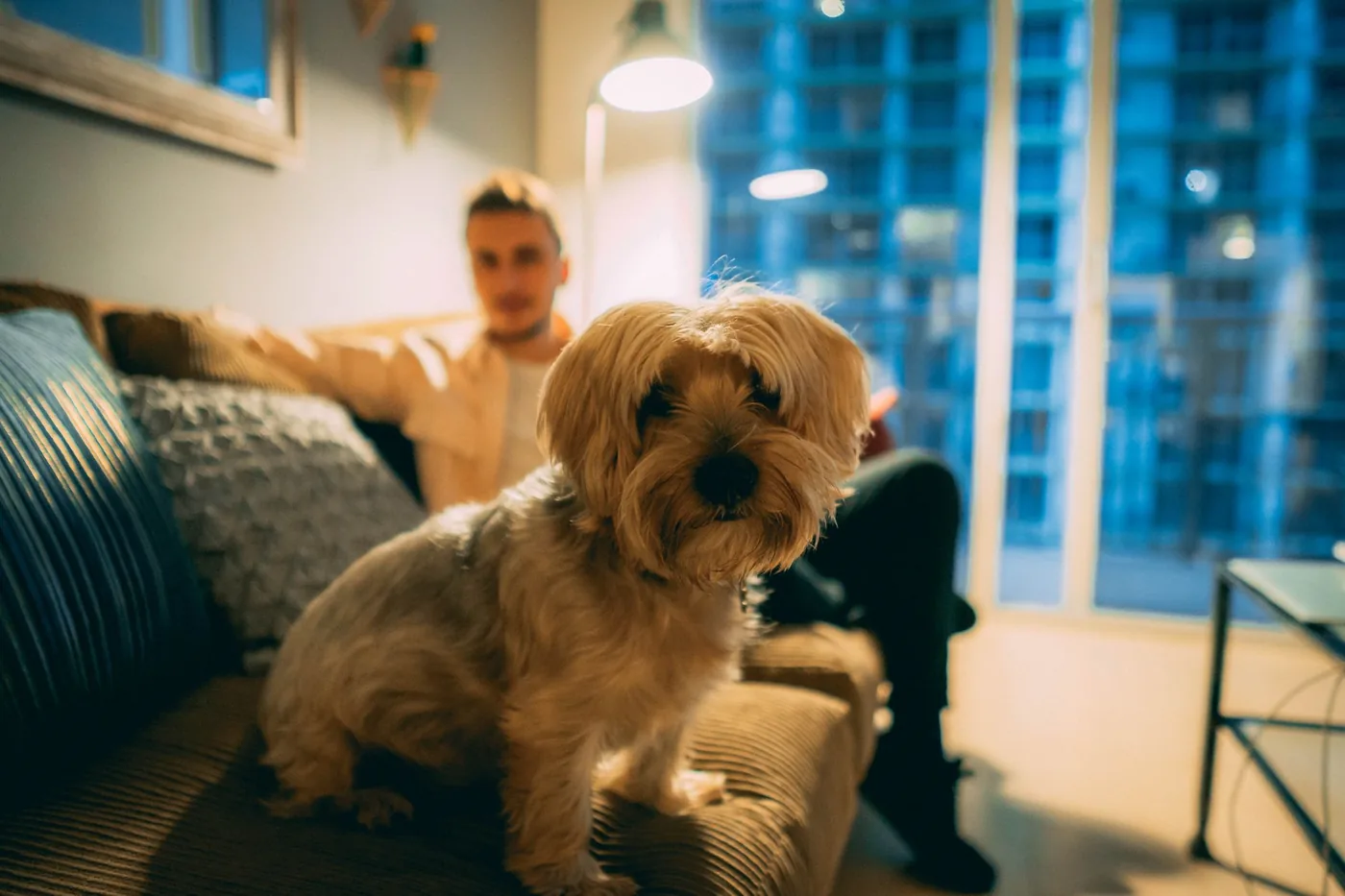 Yorkshire terrier assis sur un canapé, à l'intérieur