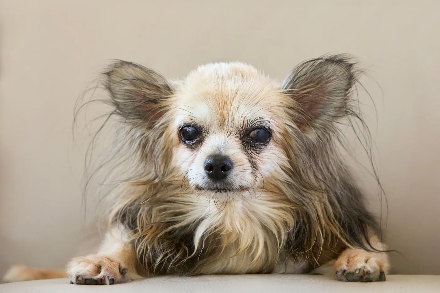 Chihuahua à poil long, portrait sur fond neutre