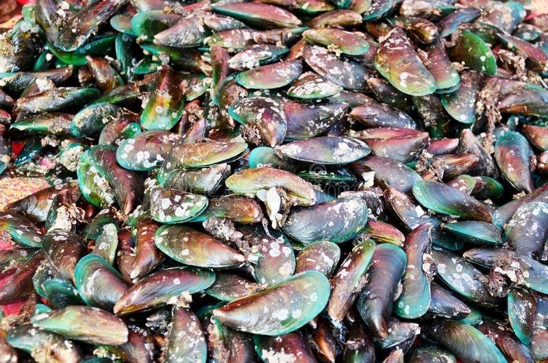 Poudre de moule verte