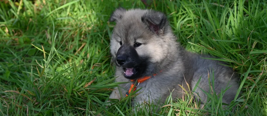 Chiot assis dans l'herbe d'un jardin