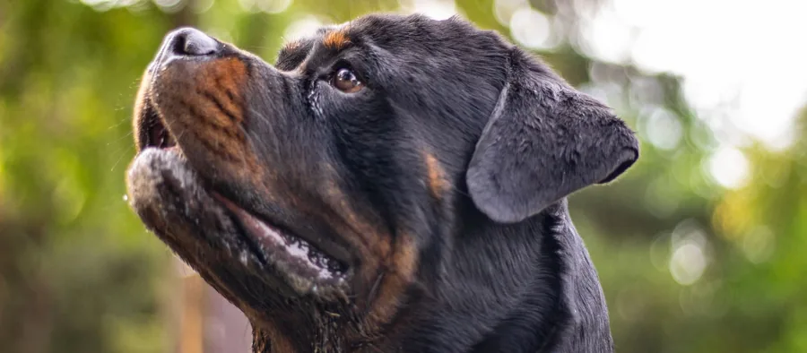 Portrait de profil d'un rottweiler adulte en extérieur