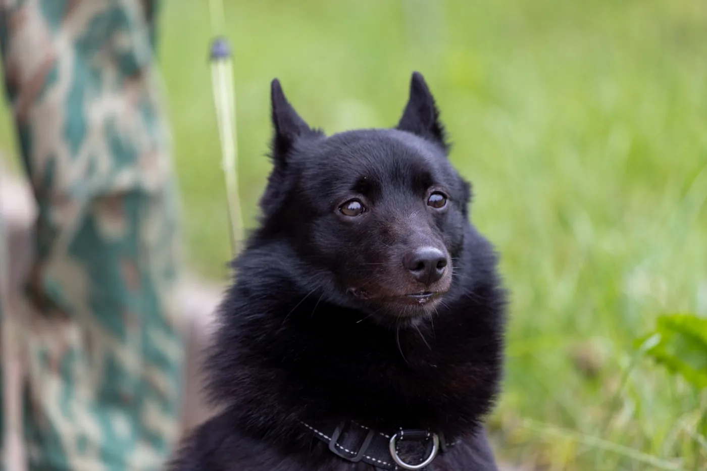 Close-up of a cute black dog with a curious expression on a summer day.
