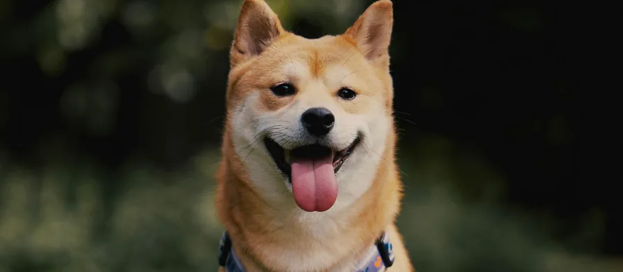 Shiba inu roux en extérieur