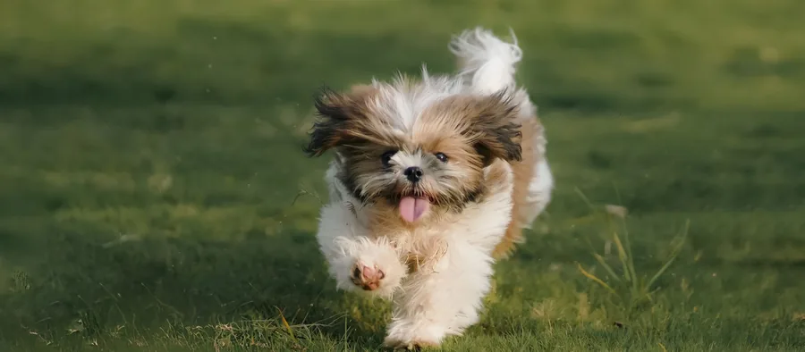 Shih tzu au poil long assis dehors dans l'herbe