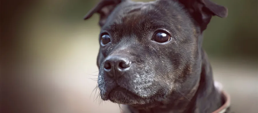 Portrait d'un staffordshire bull terrier bringé foncé aux oreilles en rose