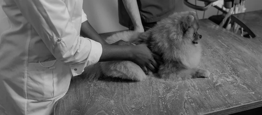Chien allongé et calme sur la table d'une clinique vétérinaire