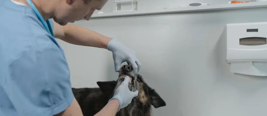 Vétérinaire qui examine les dents d'un chien