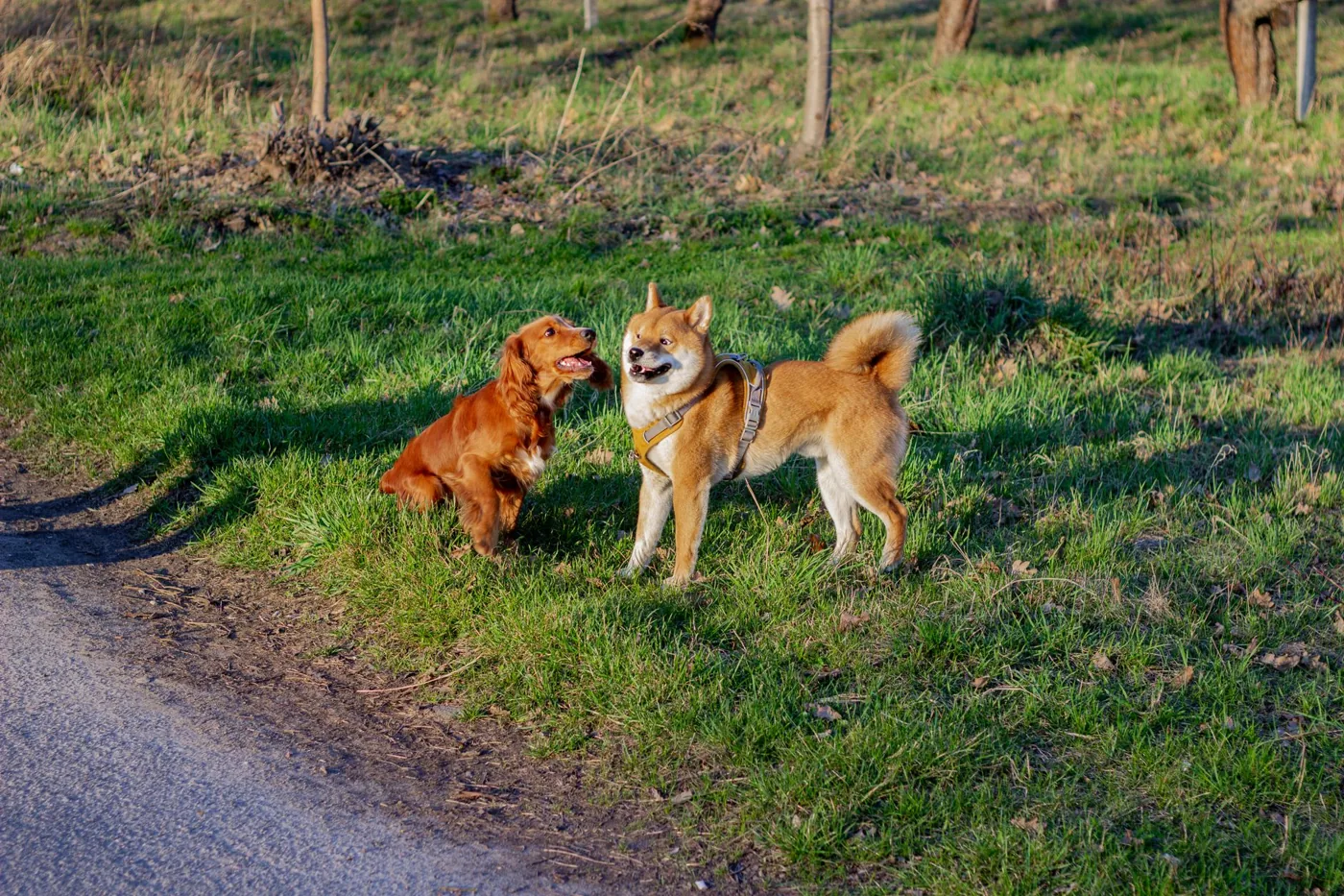 Happy moments of two dogs enjoying a playtime on a sunny day in a grassy field.