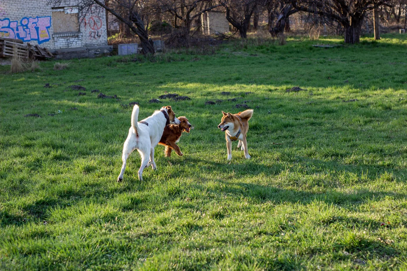 Three dogs playing on a sunny grassy field near an abandoned building with graffiti.