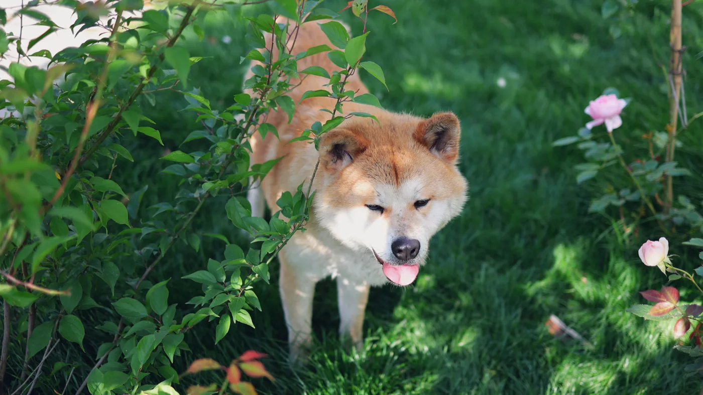 Charming Akita Inu dog enjoying a sunny day in a lush green garden.