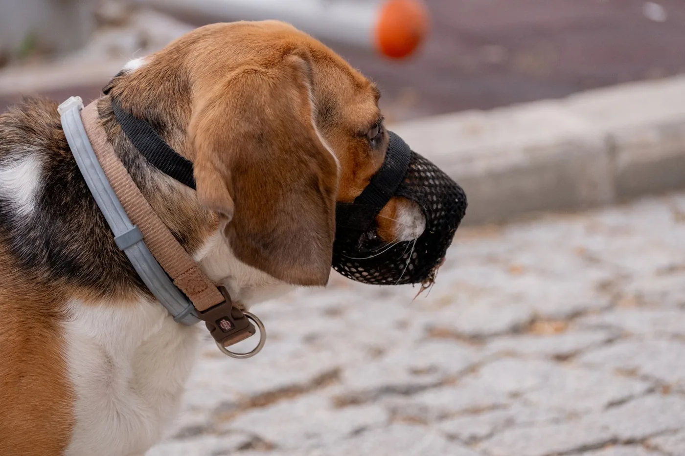 A beagle dog with a muzzle walking outdoors in an urban area in İzmir, Türkiye.