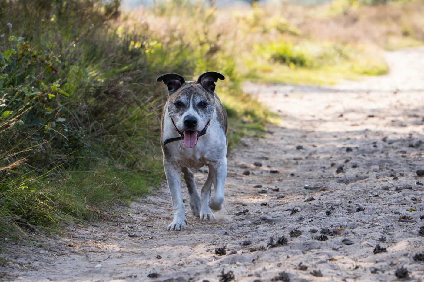 Happy dog enjoying a run on a sunny rural trail, surrounded by lush greenery.