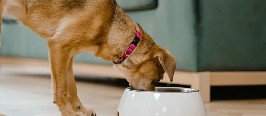 Deux gamelles pour chien côte à côte : croquettes et repas frais
