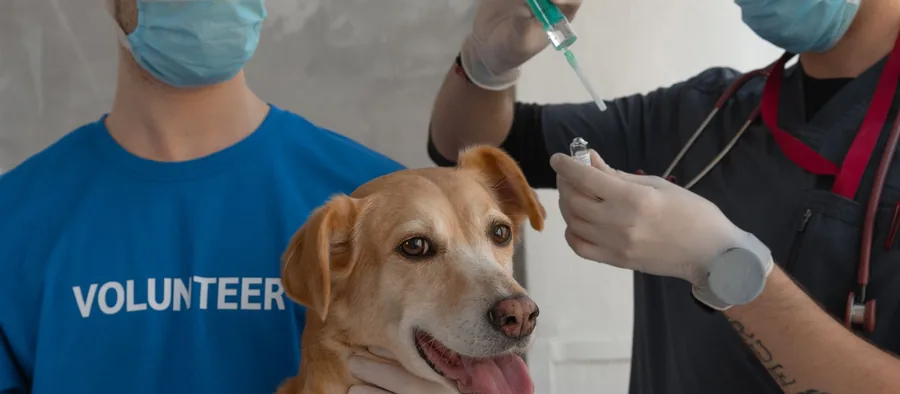 Vétérinaire qui prépare une seringue de vaccin pour un chien au pelage fauve