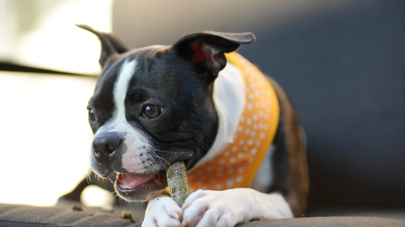 A cute Boston Terrier puppy enjoying a treat outdoors while wearing a polka dot bandana.